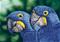 DD BLUE HYACINTH MACAWS TIMANTTITYä? – kuva 1