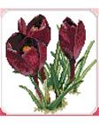 FARNIA H259 28X33 RISTIPISTOPAKKAUS