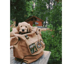 Numeromaalaus 40x50 cm. Puppy in a backpack