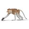 Patsas Apinahahmo Proboscis Monkey Collecta, 80014 – kuva 1