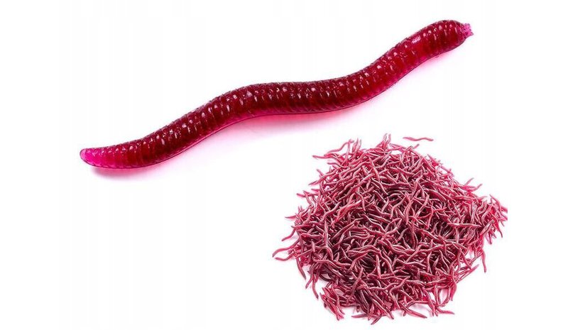 Tekomadot PUNAINEN Dendrobena Dendrobena Dew 3.5 cm 100x – kuva 1/1