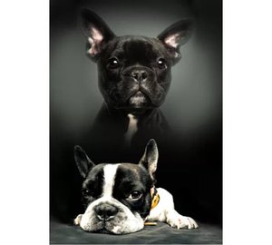 Dog Huopa 100*140 cm