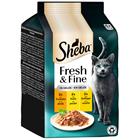 72x50g Fresh & Fine kalkkuna, kana & siipikarja hyytelössä Pedigree