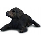 Collecta labradorinnoutajan pentu Kuva 88077
