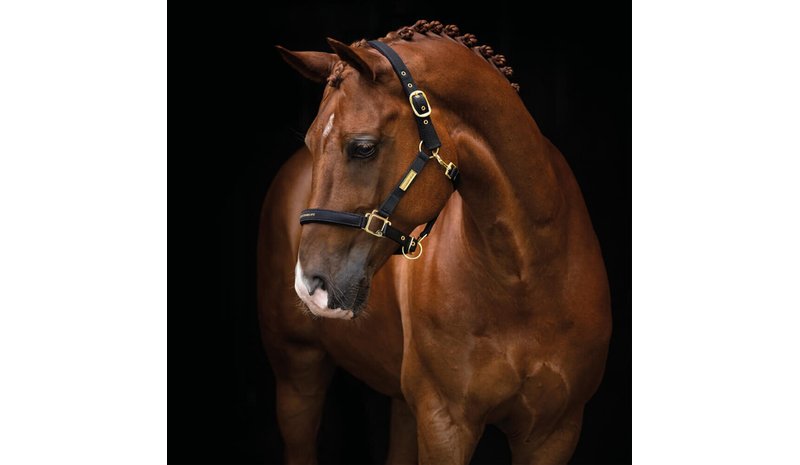 Hansbo Sport - Halter EQUESTRIAN LIFE - Ponny - Black – kuva 1/1
