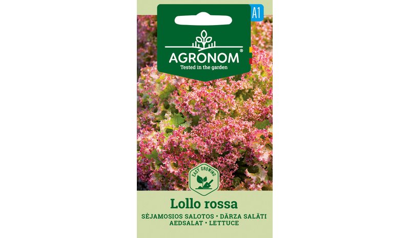 Lollo Rossa salaatti siemen