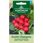 Retiisi Scarlet Champion siemen