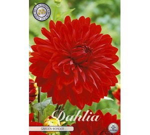 Daalia Garden Wonder kukkamukula