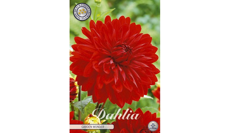 Daalia Garden Wonder kukkamukula
