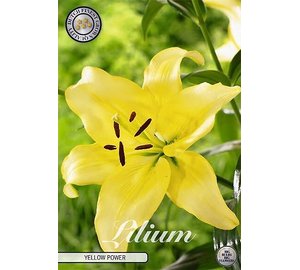 Lilja Yellow Power 2kpl kukkasipuli