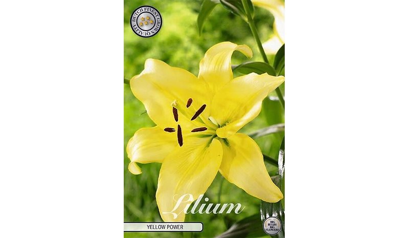 Lilja Yellow Power 2kpl kukkasipuli