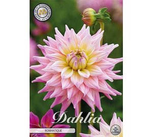 Daalia Romantique 1kpl kukkasipuli