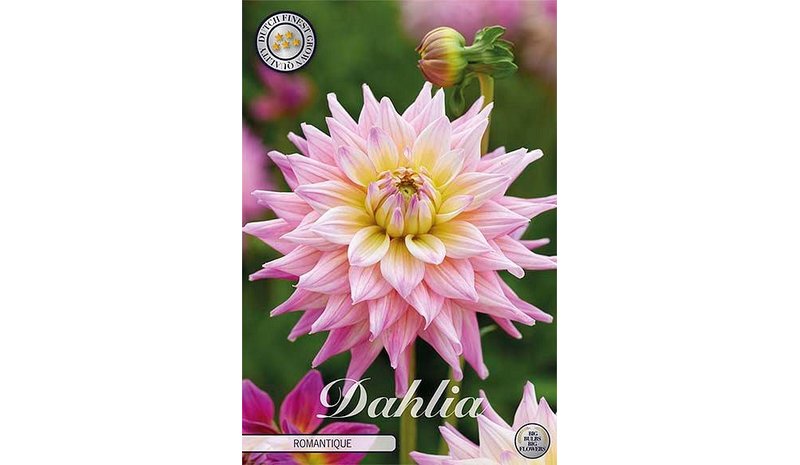 Daalia Romantique 1kpl kukkasipuli