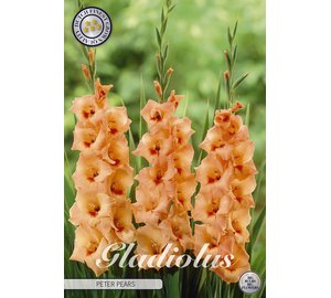 Gladiolus Peter Pears kukkamukula