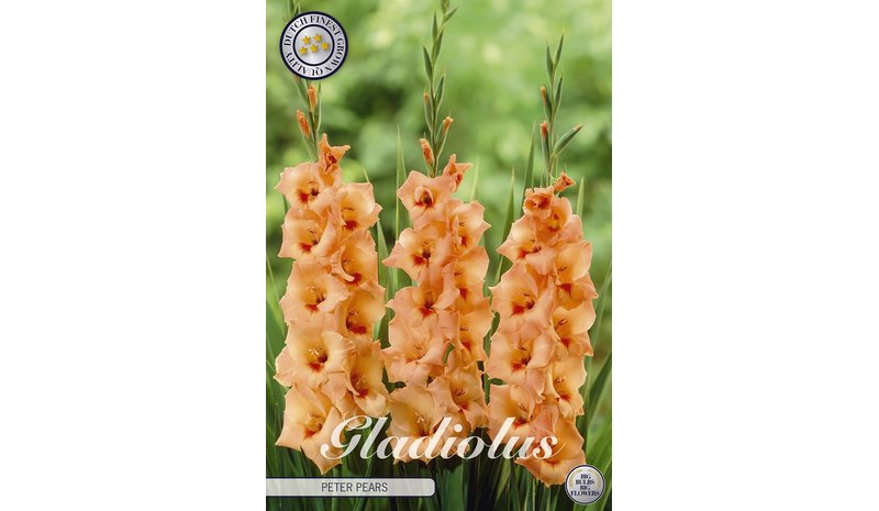 Gladiolus Peter Pears kukkamukula