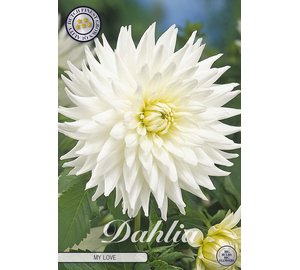 Daalia My Love 1kpl kukkasipuli