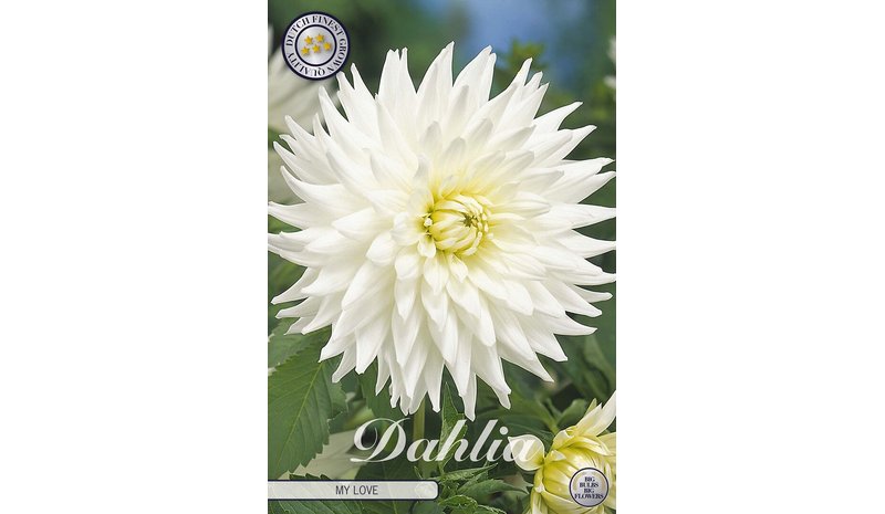 Daalia My Love 1kpl kukkasipuli