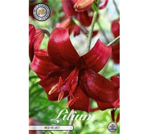 Lilja Red Velvet 2kpl kukkasipuli