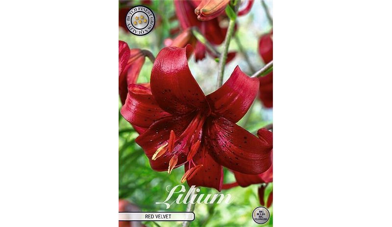 Lilja Red Velvet 2kpl kukkasipuli
