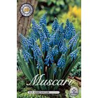Helmililja Muscari Armeniacum 10kpl kukkasipuli