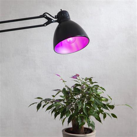 LED-lamppu kasveille E27 6,5 W