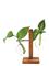 Winkee Vase - Hydro Vases Fleur - Brown - H8CM – kuva 2