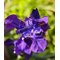 MOLINARD Les Elements Iris Eau de Parfum 8 ml – kuva 1
