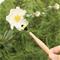 Kikkerland - Pollination Wand – kuva 2