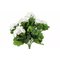 Pelargonia kimppu 39cm – kuva 1