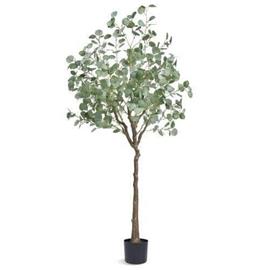Keitinis eukalyptus ruukulla, 181 cm