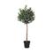Tekokasvi Olive, K120 cm – kuva 3