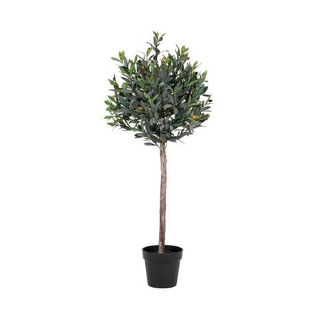 Tekokasvi Olive, K120 cm – kuva 3/4