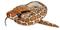 Wild Republic Burmese Python Plush 275 cm – kuva 2