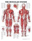 Lihastason anatomia