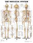 Anatomian julistejuliste Luuranko