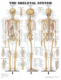 Anatomian julistejuliste Luuranko