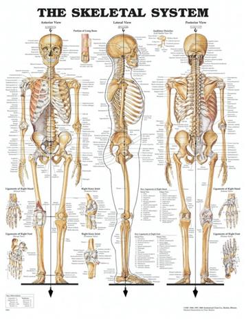 Anatomian julistejuliste Luuranko