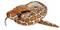 Wild Republic Burmese Python Plush 275 cm – kuva 3