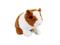 thumb94696040