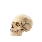 PANCKOO 3D Ihmiskallon Palapeli - Luonnollinen Väri, Magneettinen Kokoaminen, Opetuksellinen Anatomiamalli Tieteelle.
