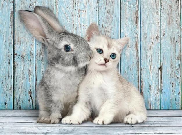 Clementoni Cat & Bunny (500)