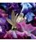 Guerlain Absolus allegoria florabloom -tuoksu – kuva 6