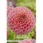 Pompondaalia Natalie 1kpl