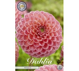 Pompondaalia Natalie 1kpl
