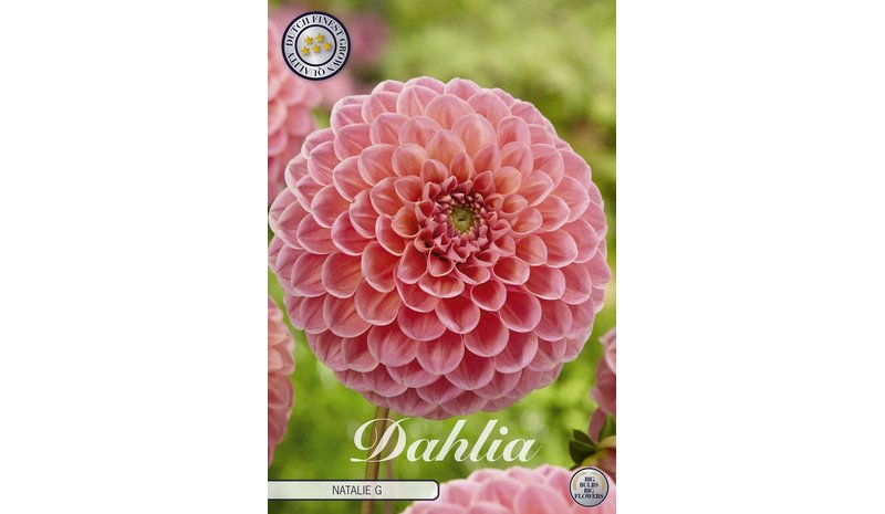 Pompondaalia Natalie 1kpl