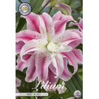 Lilja sweet rosy kukkasipuli