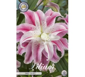 Lilja sweet rosy kukkasipuli