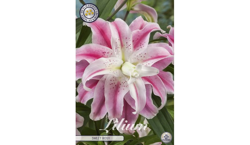 Lilja sweet rosy kukkasipuli