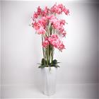 Home4you Orchid Garden Queen H132cm tekokukka