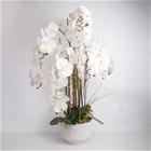 Home4you Orchid Garden Queen orkidea